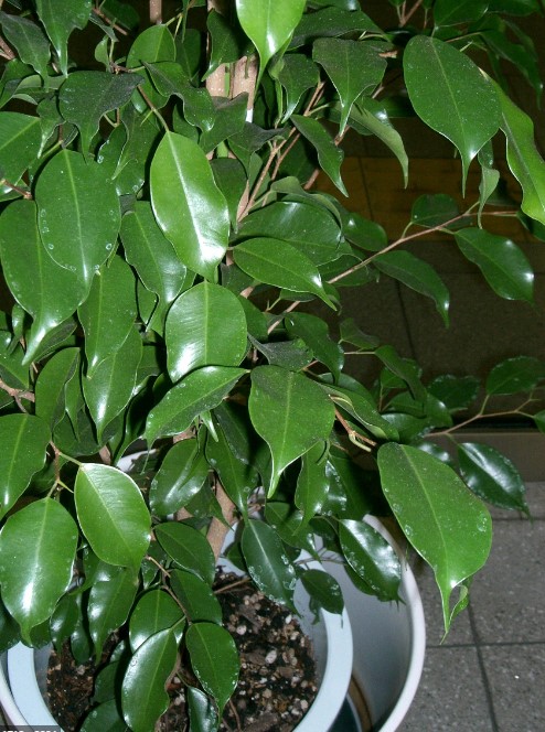 Ficus trees