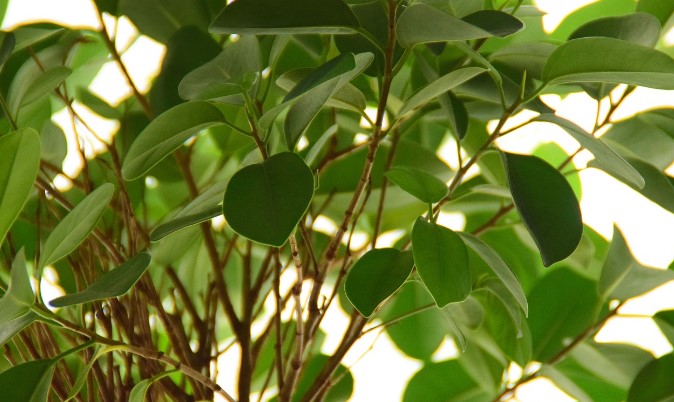 Ficus Houseplants – How To Care For A Ficus Tree